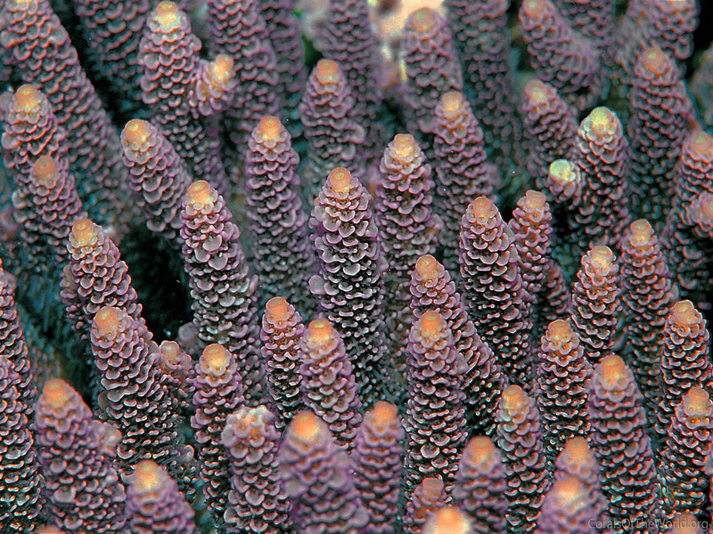 Croissance du corail