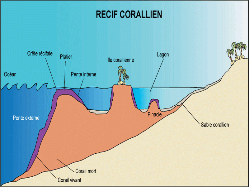 Les récifs coralliens tropicaux