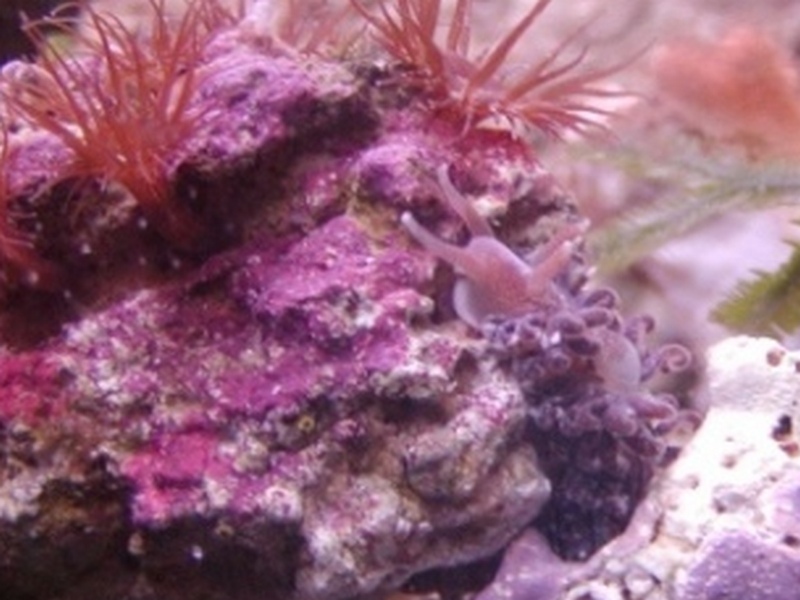 Spurilla neapolitana, nudibranche anti Aiptasia