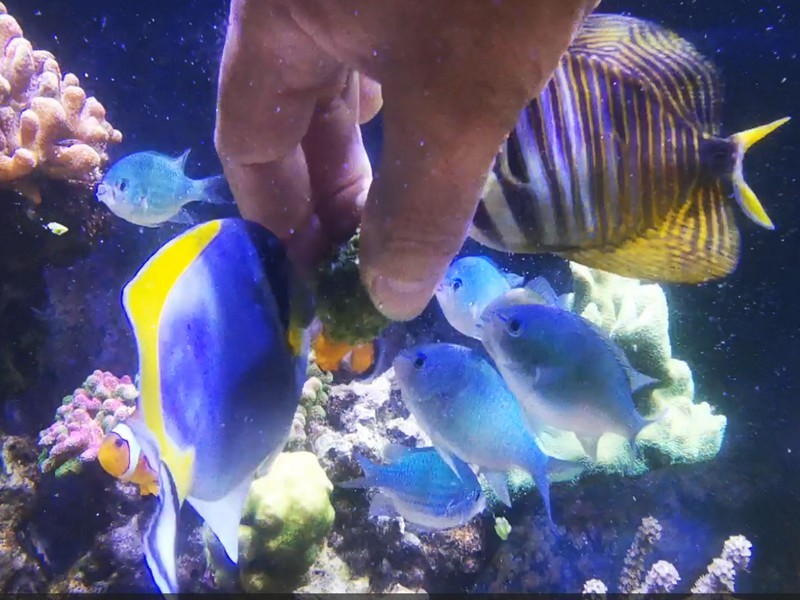 Alimentation des poissons marins en aquarium