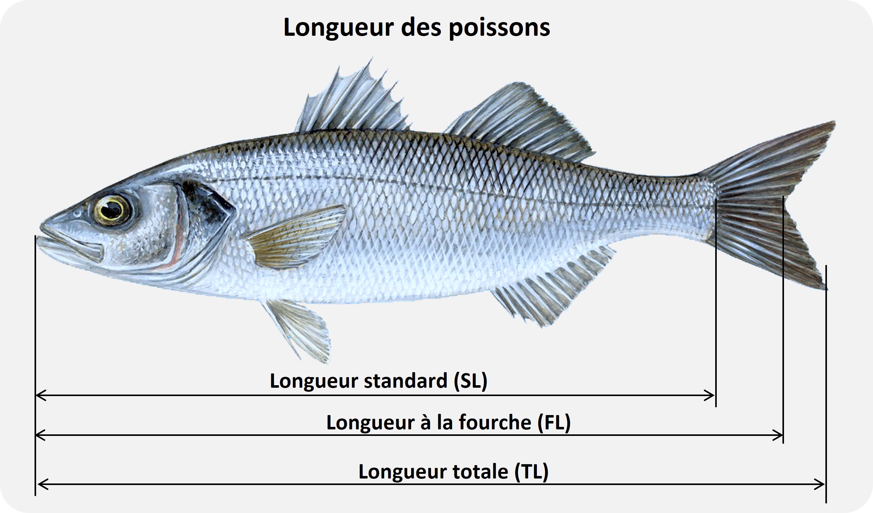 type de longueur des poissons