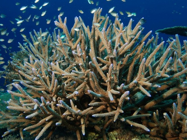 Acropora cervicornis