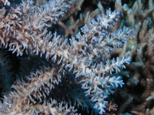 Acropora echinata