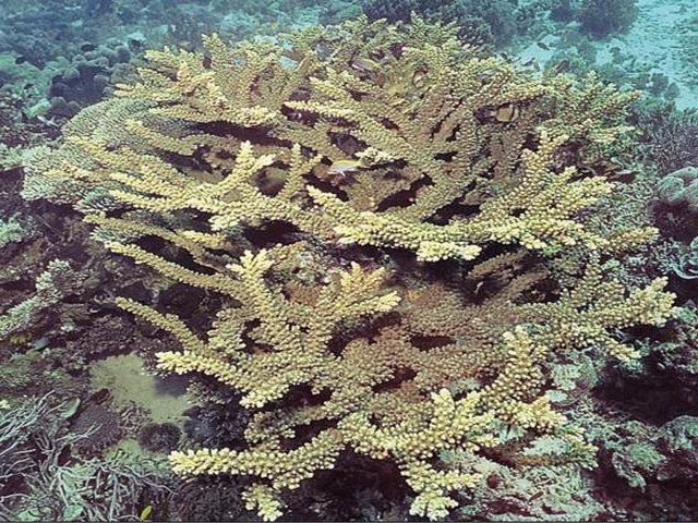 Acropora hemprichii