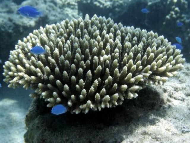 Acropora millepora