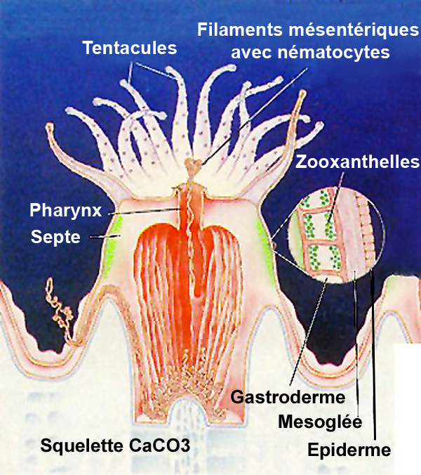 polype de corail